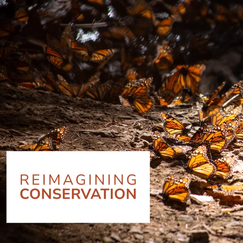 Cover Image for Reimagining Global Conservation (virtual) Commons