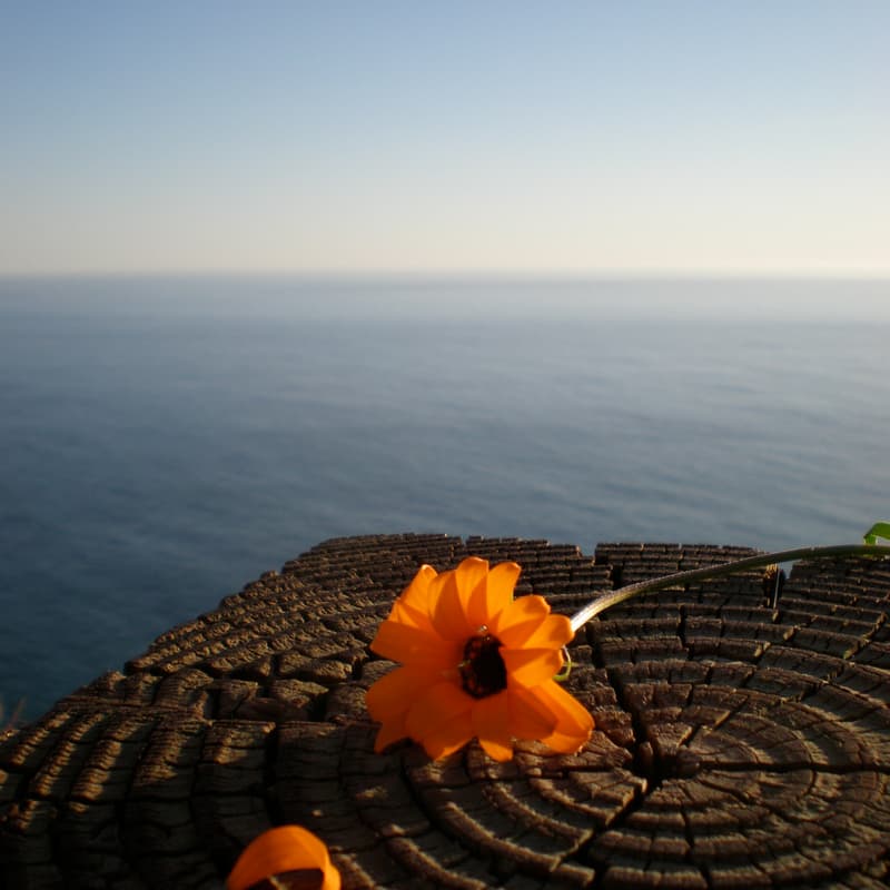 Cover Image for Including Disability in the Earth Sciences