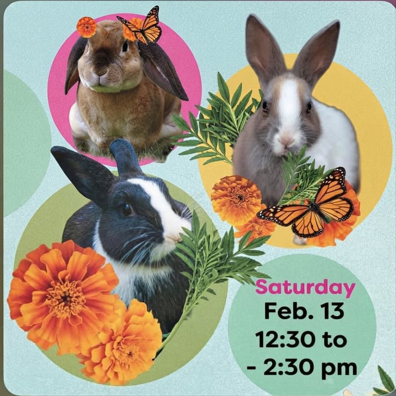 Cover Image for Bunnies & Books: Storytime Adoption Event