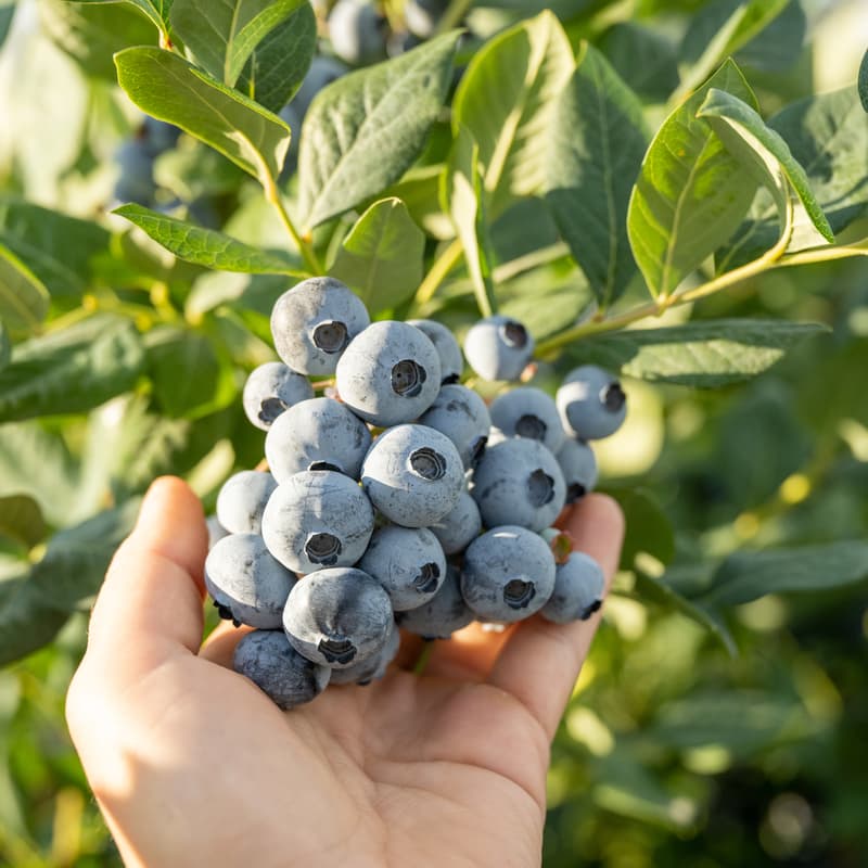 Cover Image for U-Pick Blueberry Experience