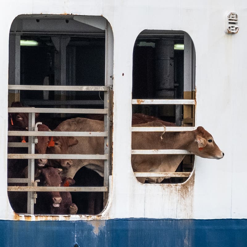 Cover Image for Animals and the Totalitarian State