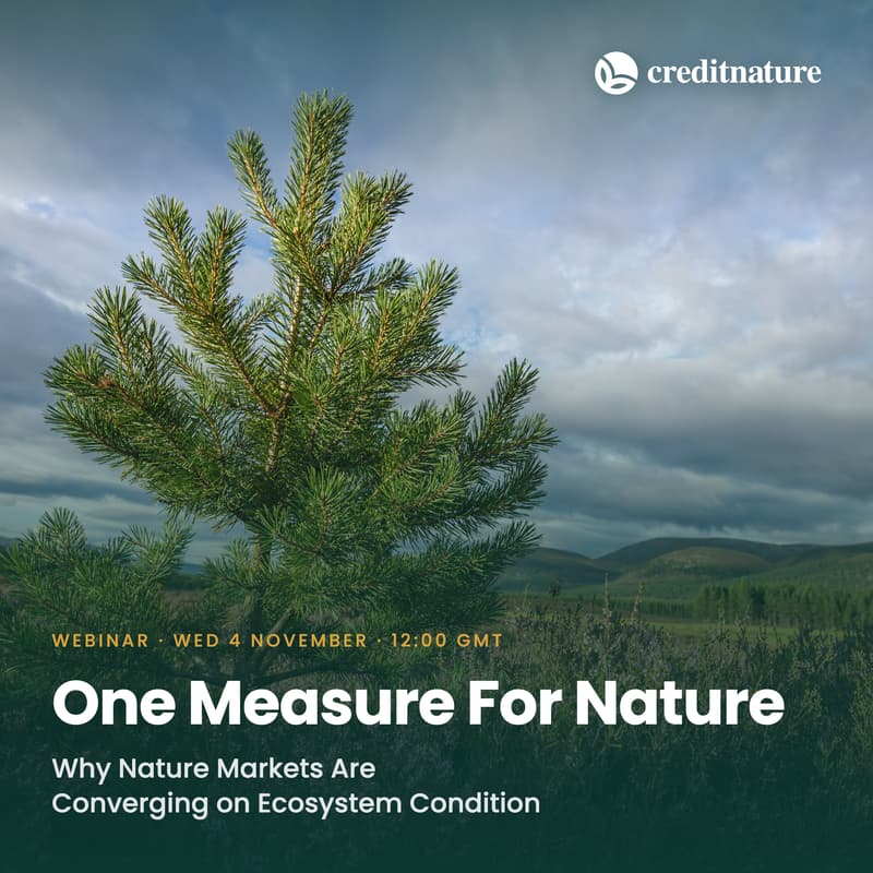 Cover Image for One Measure For Nature: Why Nature Markets Are Converging on Ecosystem Condition