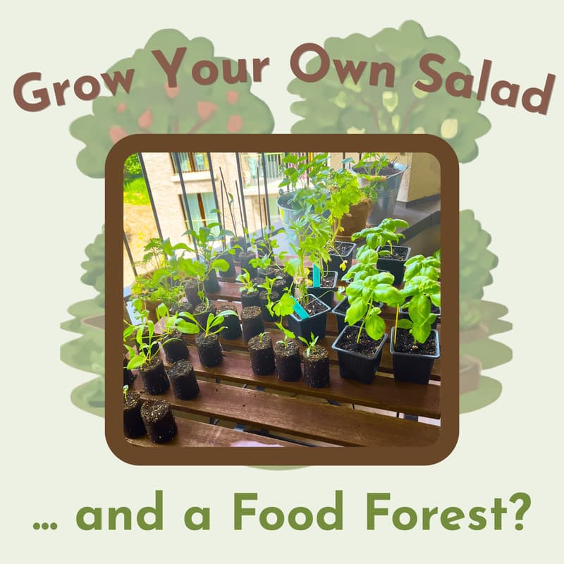 Cover Image for Grow Your Own Salad From Seed... and a Food Forest?