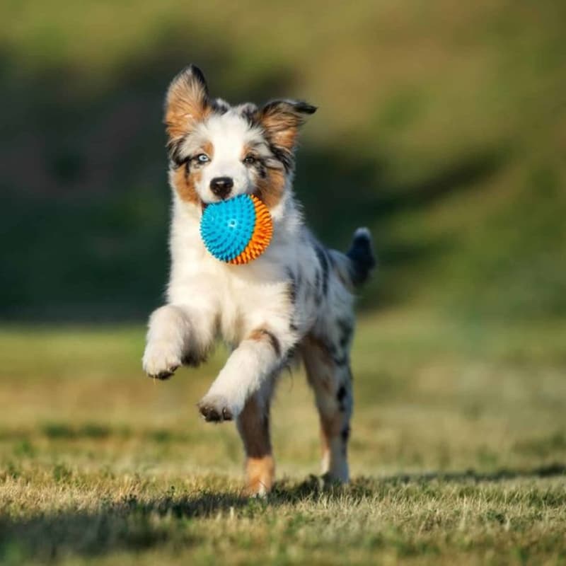 Cover Image for Puppy playdate & afternoon tea