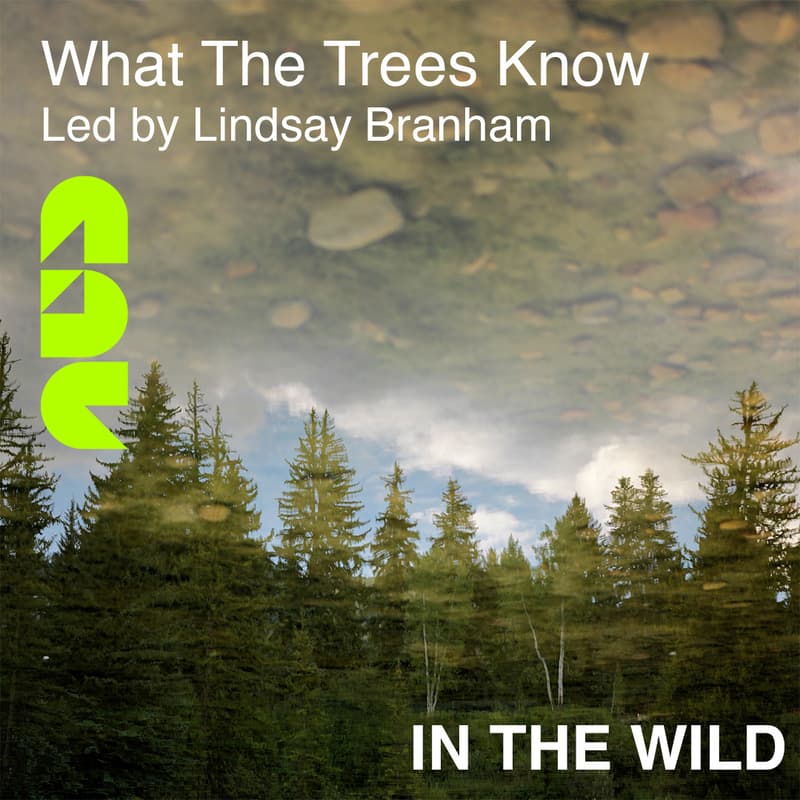 Cover Image for What The Trees Know