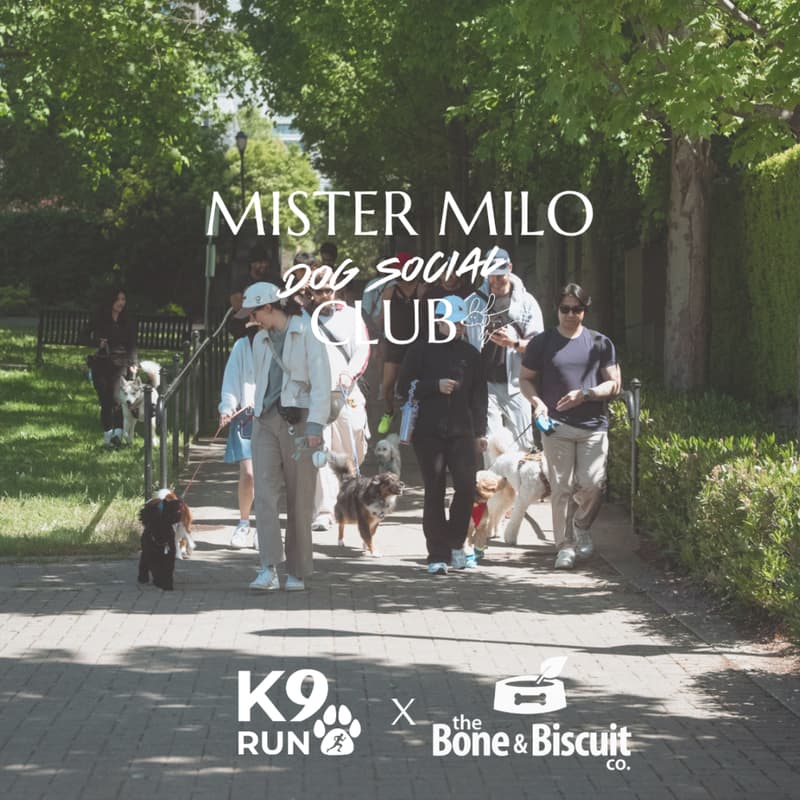 Cover Image for Dog Walk/Run & Social