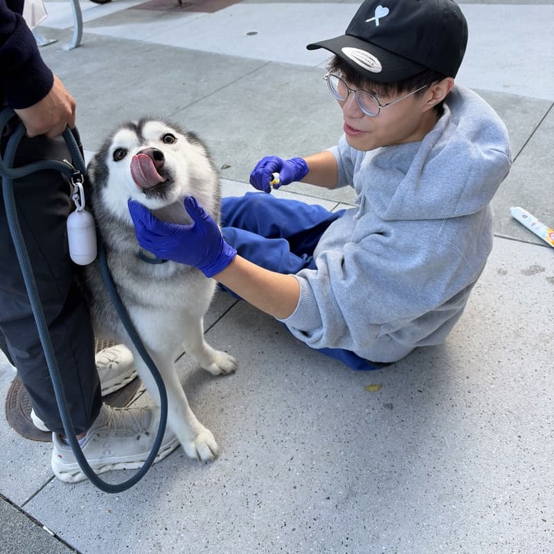 Cover Image for Preventative Care Day 🐶 Free toothbrushing for Dogs 🦷 with Canos (YC F26) & Togo Vet