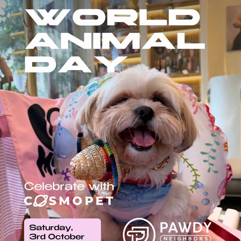 Cover Image for World Animal Day with @cosmopet.ae × @pawdyneighbors 🐾✨