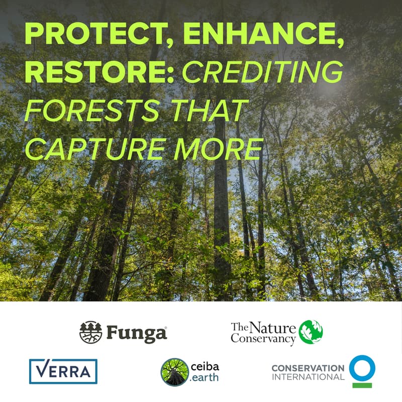 Cover Image for Protect, Enhance, Restore: Crediting Forests that Capture More