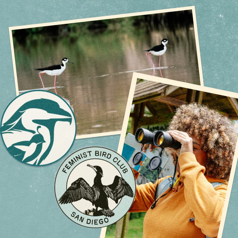 Cover Image for Ecology on the Edge: Birding for Climate & Environmental Justice at Tijuana Estuary
