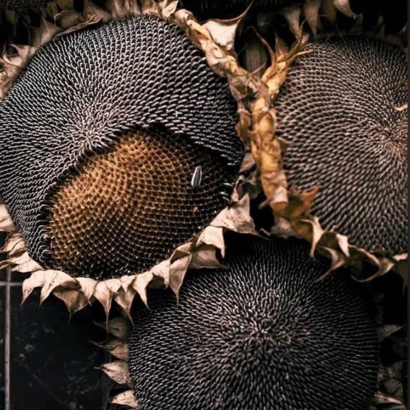 Cover Image for Communal BreathWork for Aliveness
