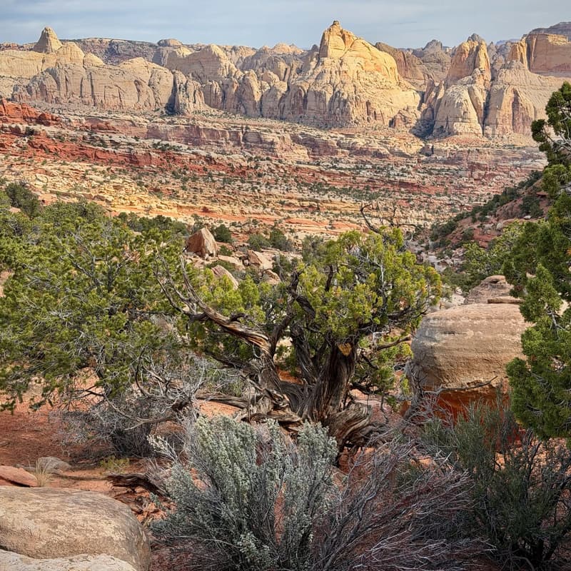 Cover Image for 2026 WMC Capitol Reef Rendezvous