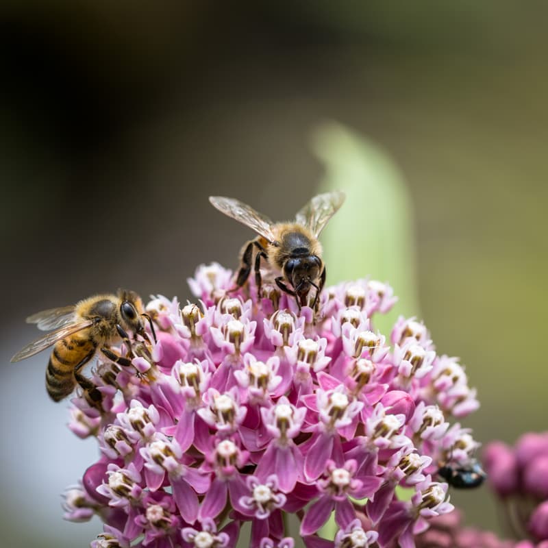 Cover Image for À nous de jouer pour le changement (sentier des pollinisateurs, fresque et jeux environnementaux)