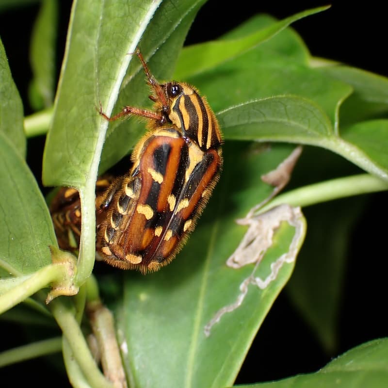 Cover Image for Walk Your Way: Biodiversity Mapping in the City supported by Bupa