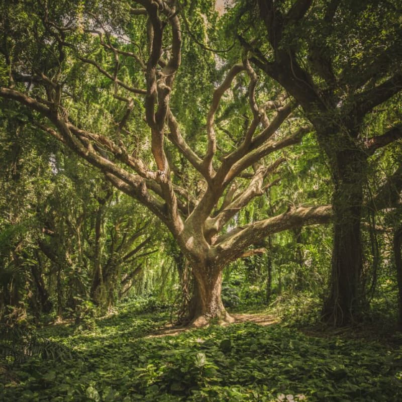 Cover Image for Ximena's Tree * A Year of Light *