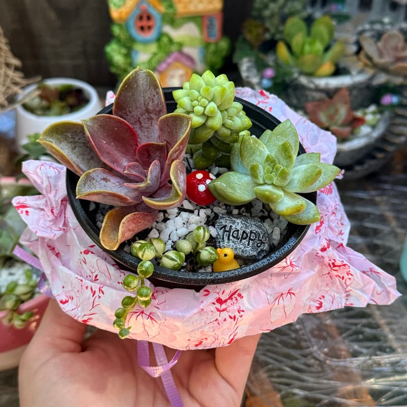 Cover Image for Succulent Workshop