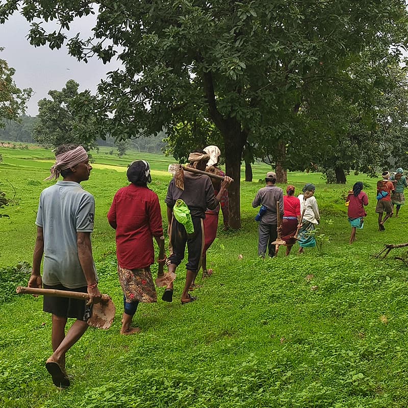 Cover Image for Smallholder Agroforestry Solutions
