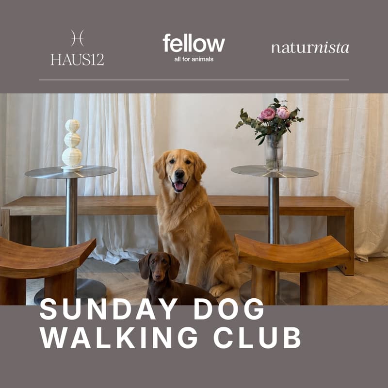Cover Image for Sunday Dog Walking Club