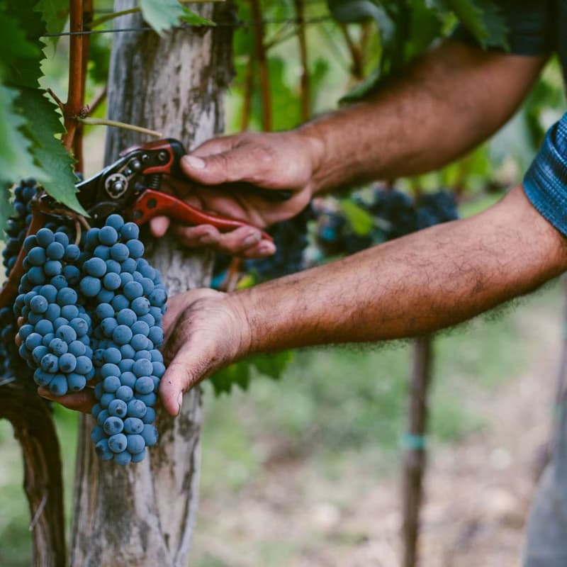 Cover Image for Winery visit + winetasting Alella