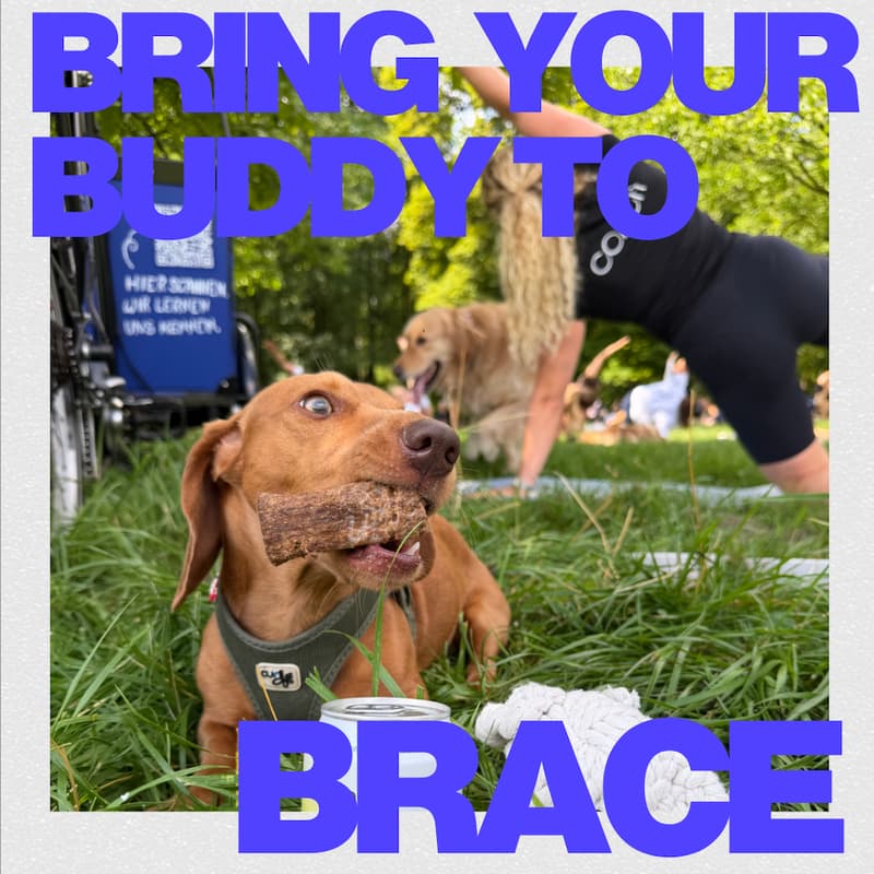 Cover Image for Buddies x Brace - outdoor dog workout - V2
