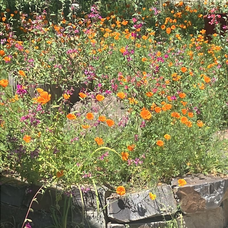 Cover Image for Being Here: Weekly Silent Sitting & Dharma Talk with Milo