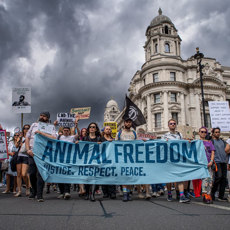 Cover Image for Revs' London: animal freedom and the AI windfall