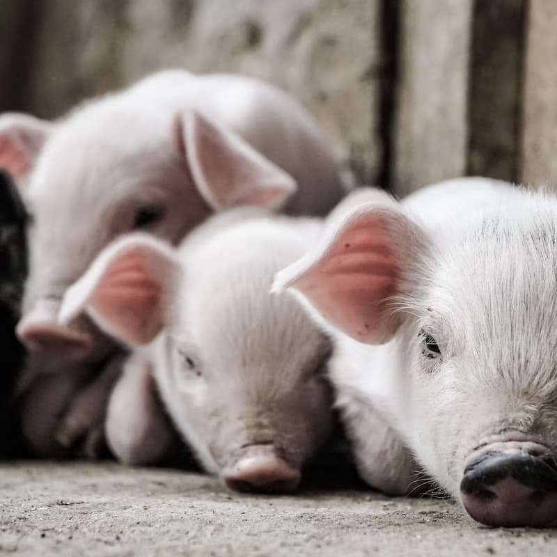 Cover Image for Giv Effektivt Webinar: Introduction to animal welfare and food transition