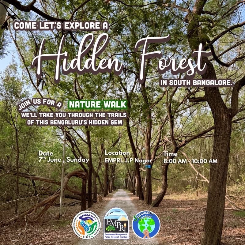 Cover Image for Hidden Forest Walk