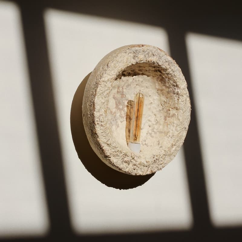 Cover Image for Mycelium Products : Last Cohort