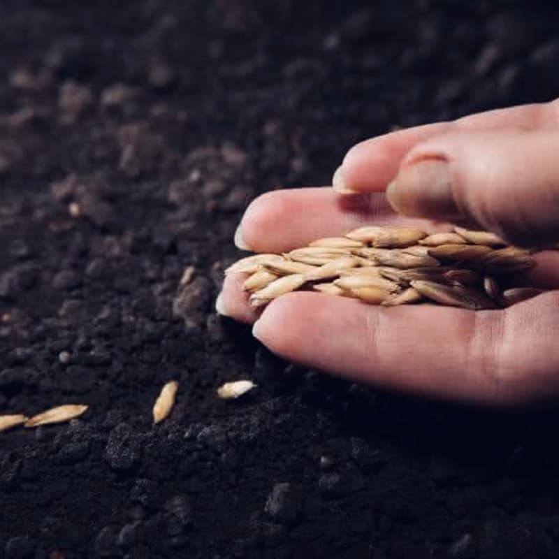 Cover Image for Planting Shadow Seeds