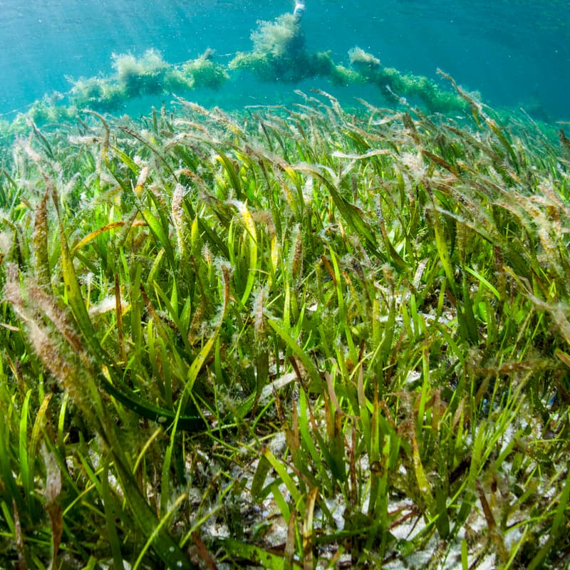 Cover Image for Opportunities for Ocean-Climate Action at COP31