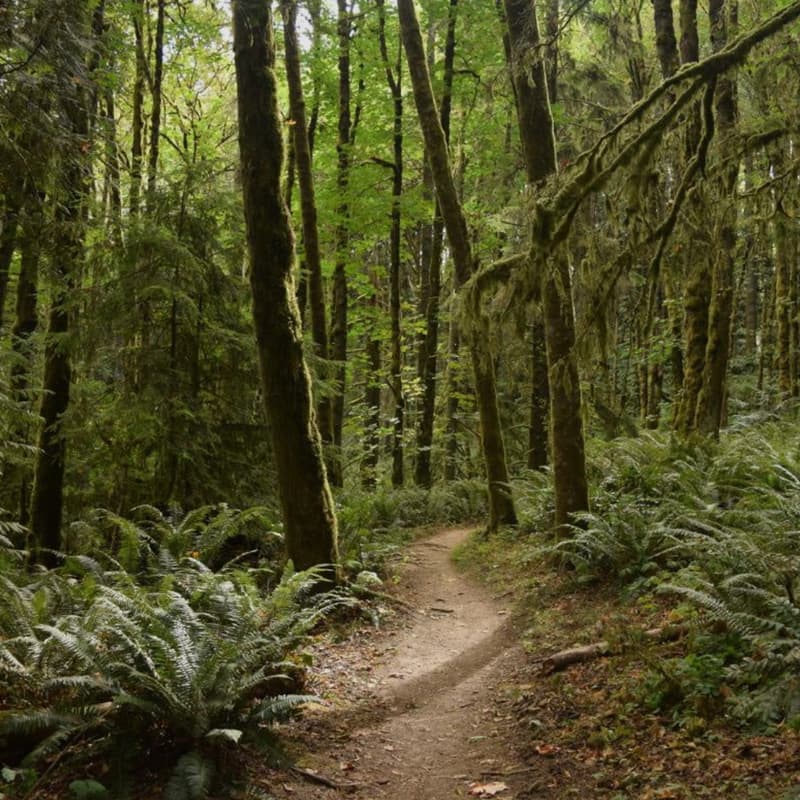 Cover Image for Portland Laid Off Hiking Group — Lower Macleay Park Reset