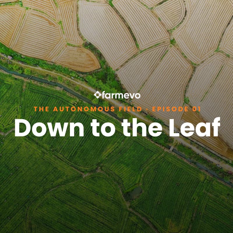 Cover Image for Down to the Leaf