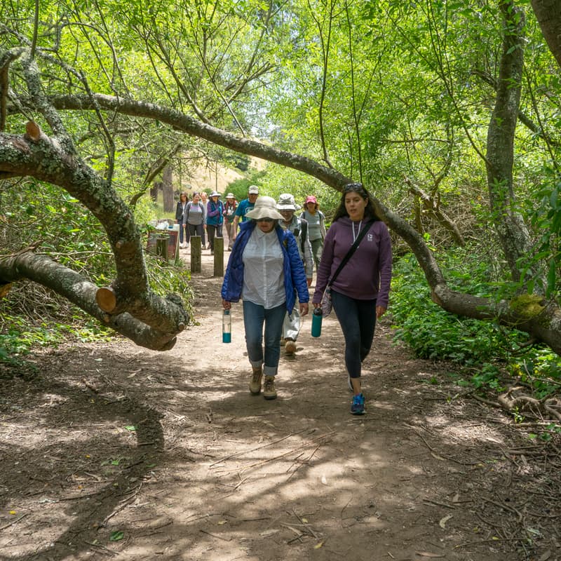 Cover Image for Landmark Trees along the Crosstown