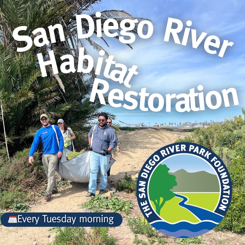 Cover Image for San Diego River Habitat Restoration