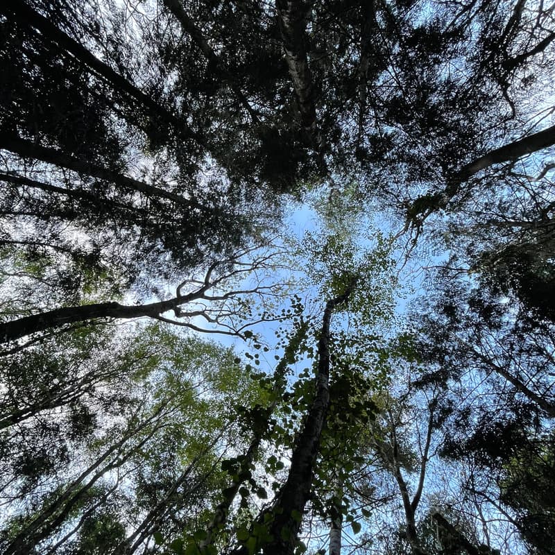 Cover Image for "Bridging the Disconnect" - connecting nature to finance
