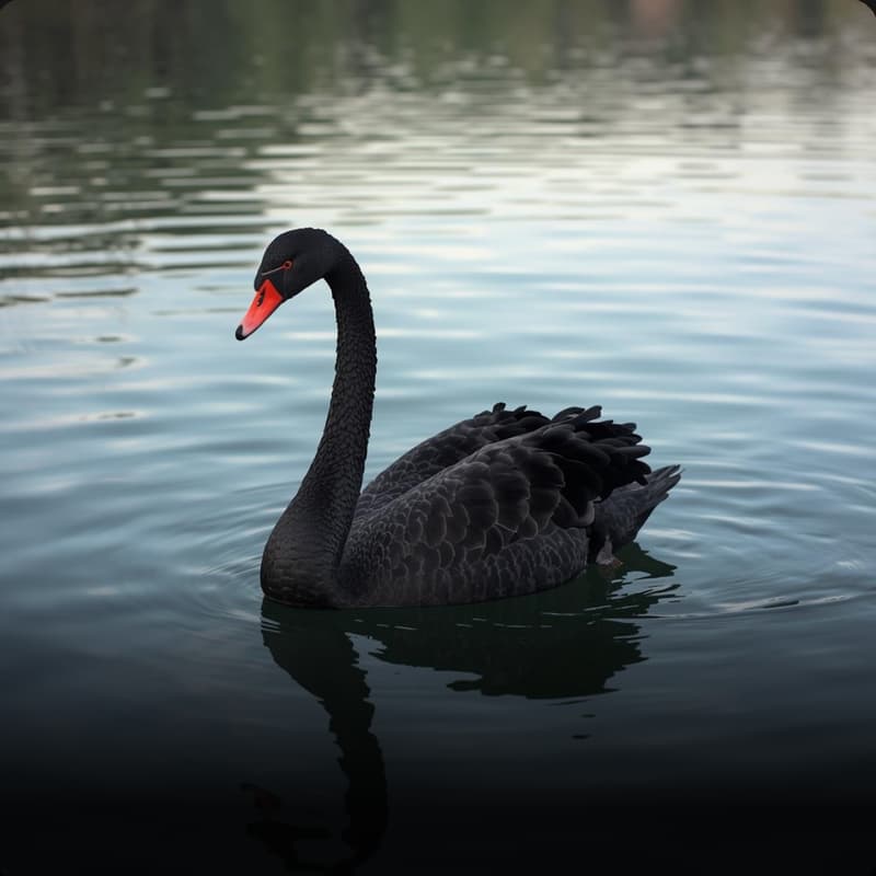 Cover Image for Black Menagerie