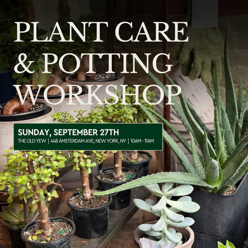 Cover Image for Plant Care & Potting Workshop