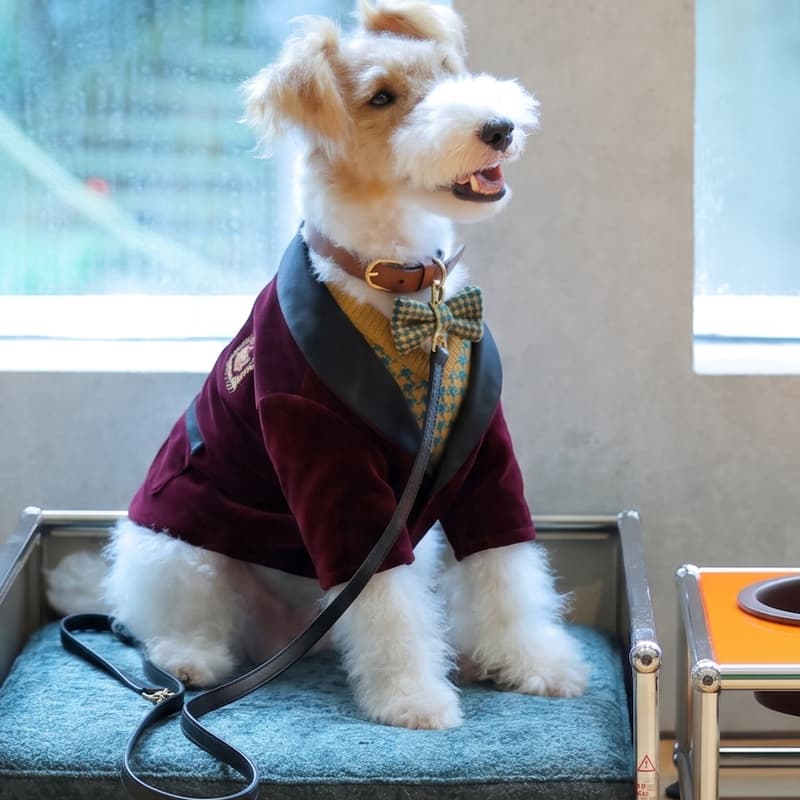 Cover Image for Best Dressed Dog Show Photo Hour