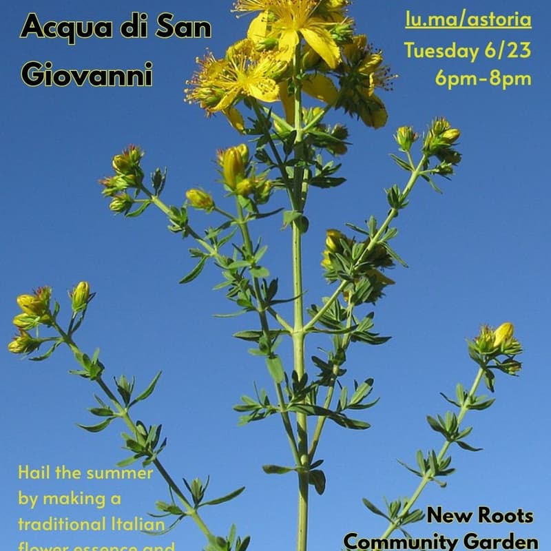 Cover Image for Acqua di San Giovanni // Saint John's Water // Solstice Magic