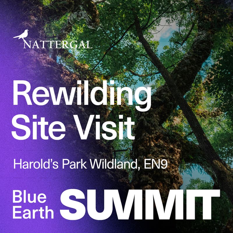 Cover Image for Rewilding Site Visit: Harold's Park Wildland x Nattergal - 2026