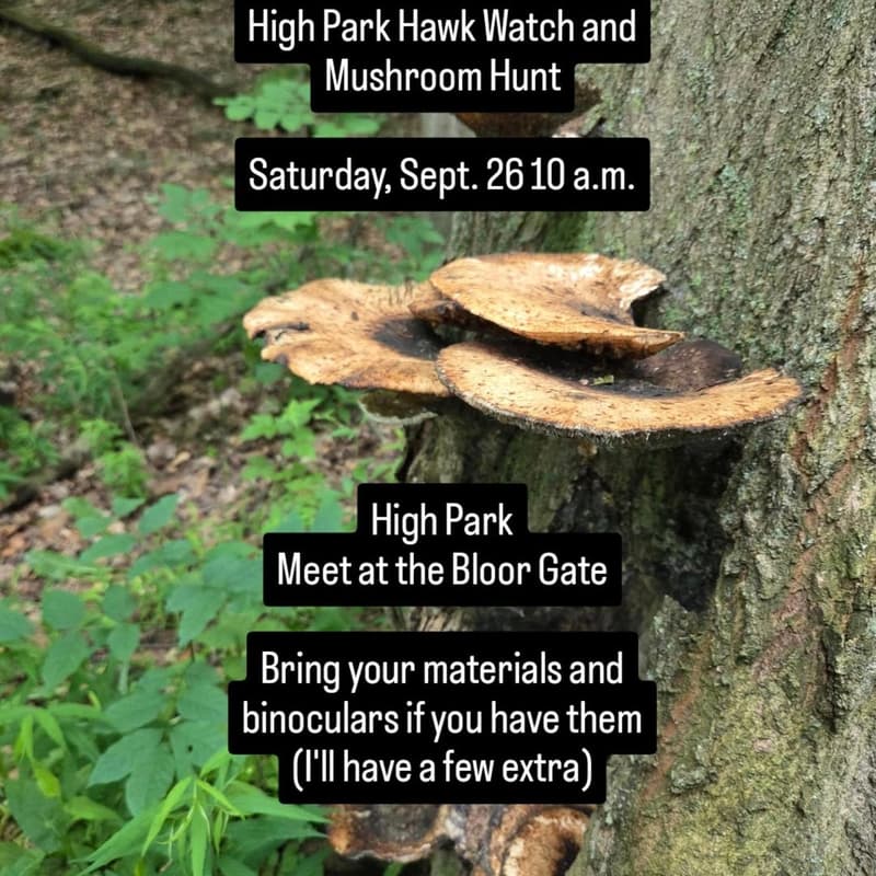 Cover Image for Nature Journaling & Sketching The Hawk Watch And Mushrooms In High Park