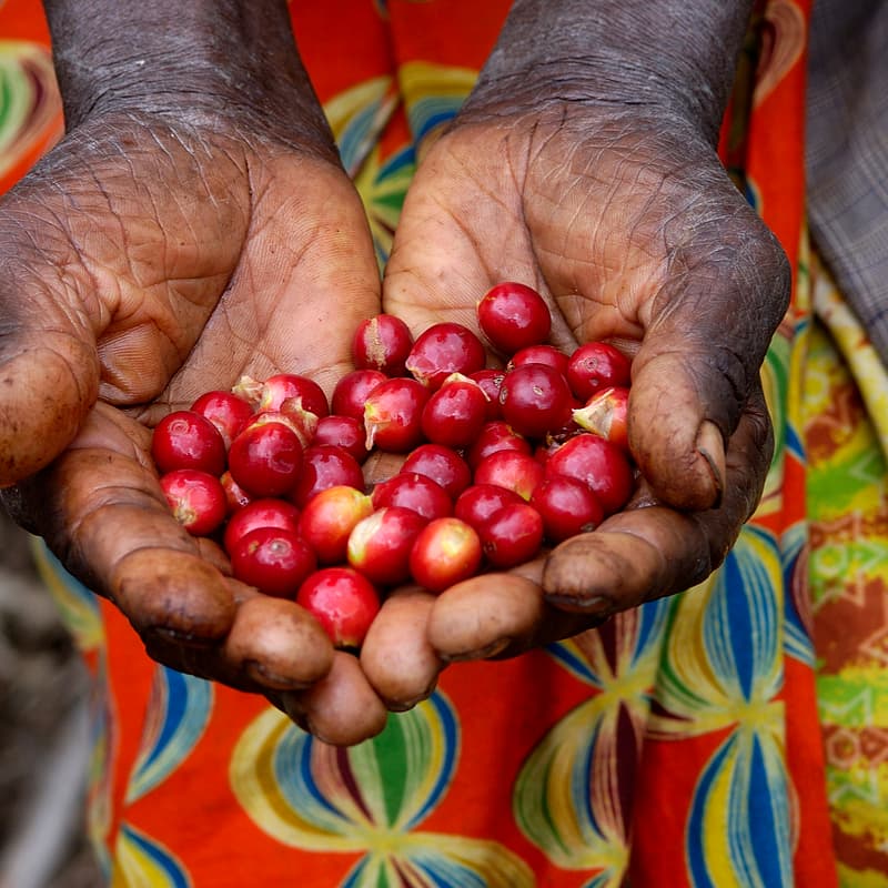Cover Image for Global Shocks, Local Tables: Why Global Smallholder Farmer Resilience Matters in Rose City