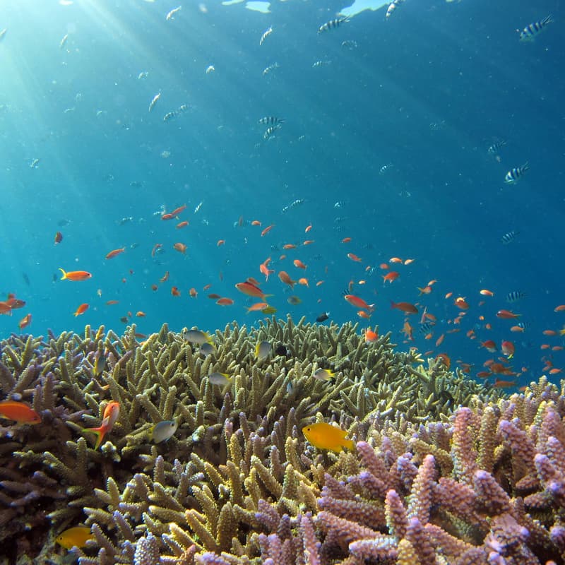 Cover Image for Investing in Ocean Conservation and 30x30 – Reflections from Blue Action Fund