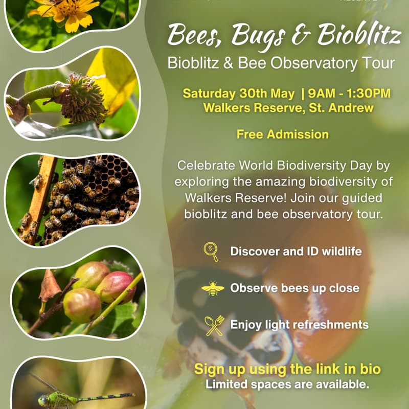 Cover Image for Bees, Bugs & Bioblitz!