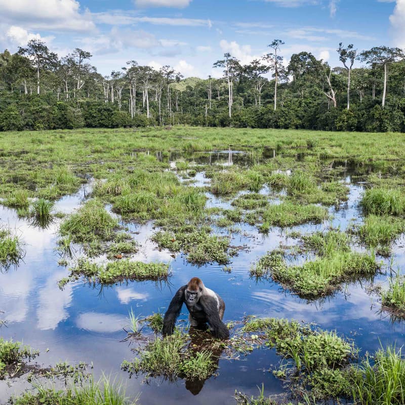 Cover Image for Financing Forests in the New Development Landscape