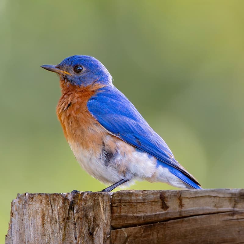 Cover Image for Birding 101 Walk (North Austin)
