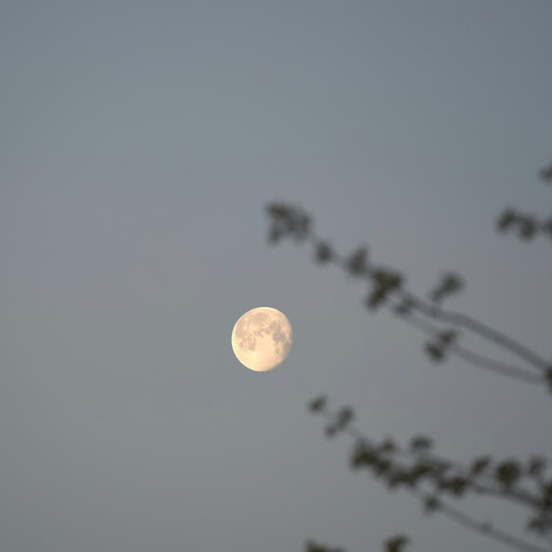 Cover Image for FULL MOON CIRCLE