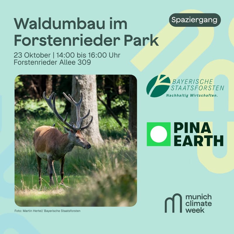 Cover Image for Waldumbau im Forstenrieder Park erleben: Von Monokultur zu einem klimaresilienten Mischwald