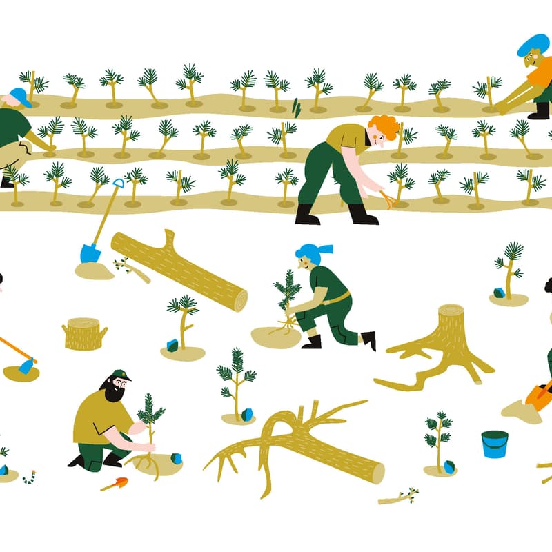 Cover Image for Progetto per la generazione di crediti di carbonio dal recupero di aree deforestate da Vaia e dal bostrico